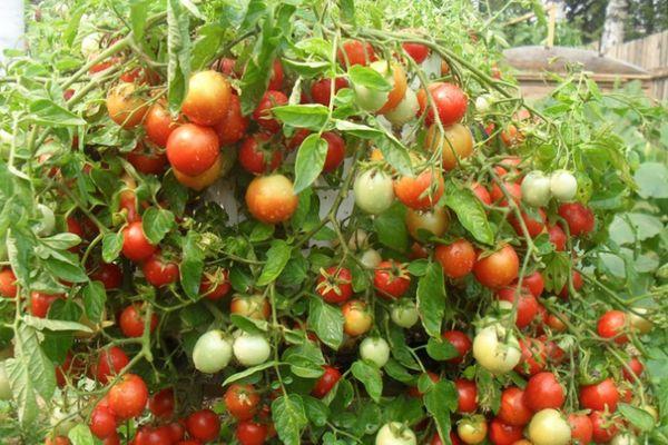 มะเขือเทศลูกเล็ก