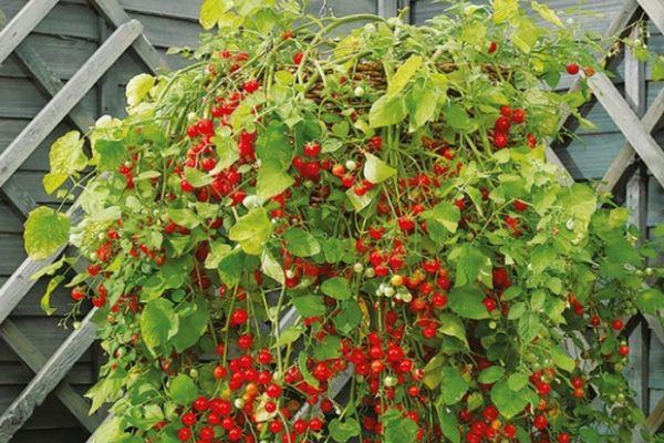 มะเขือเทศในสวน