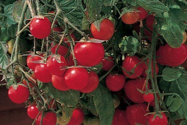 มะเขือเทศลูกเล็ก