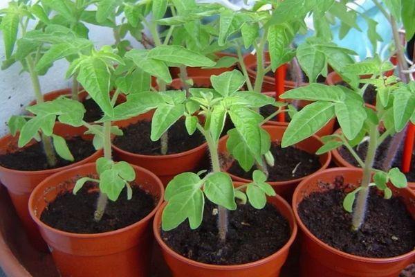 ถั่วงอกในกระถาง