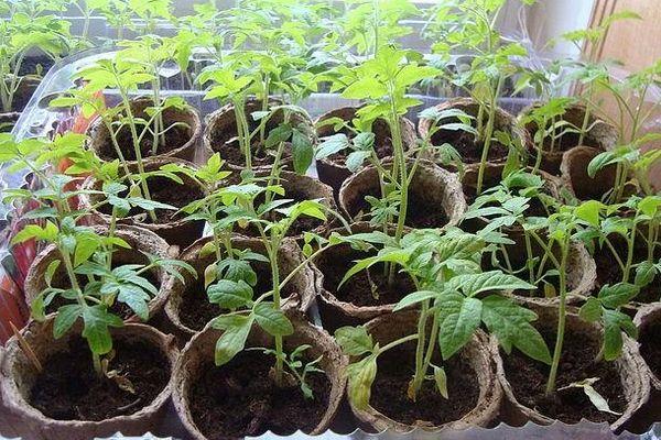 Conteneurs avec semis