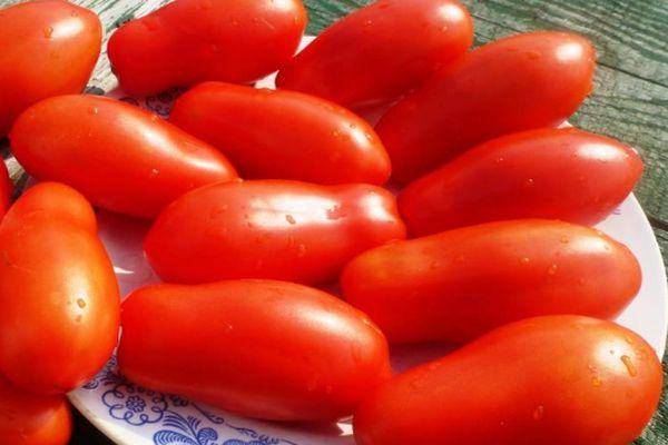 Tomates à fruits longs