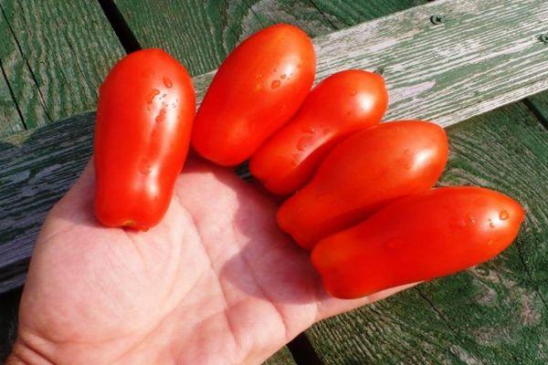 Tomates à fruits longs