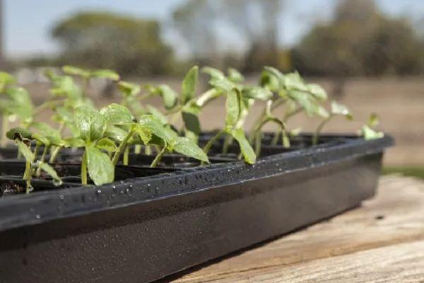 Conteneur avec semis