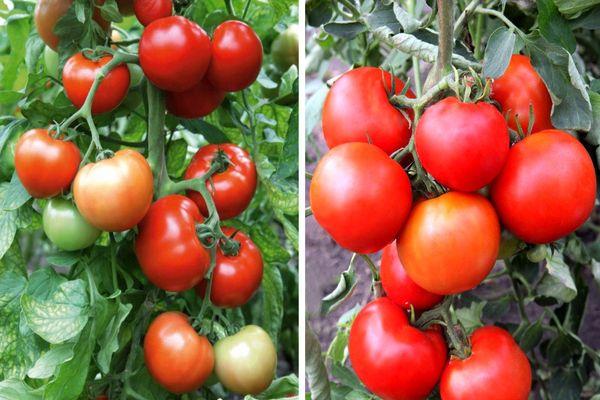 Cultiver des tomates