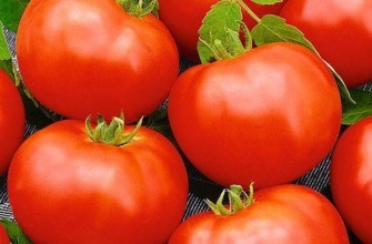 ผลมะเขือเทศ