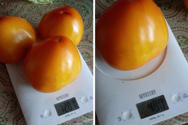 มะเขือเทศบนตาชั่ง