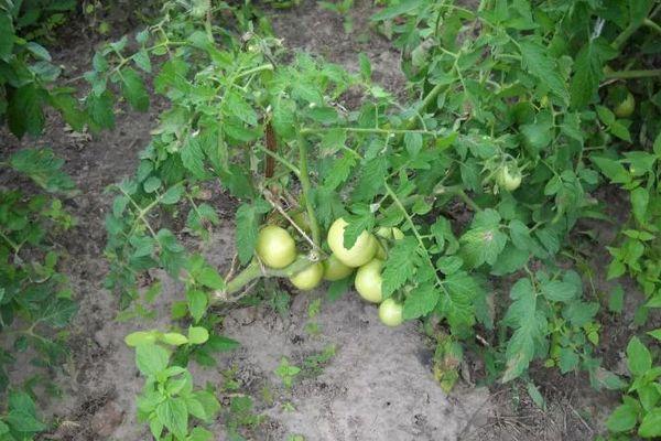 มะเขือเทศสีเหลือง