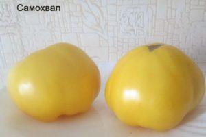 ลักษณะเฉพาะของมะเขือเทศซาโมควาลและเทคนิคการเพาะปลูก