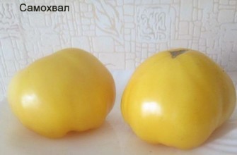 มะเขือเทศสองลูก