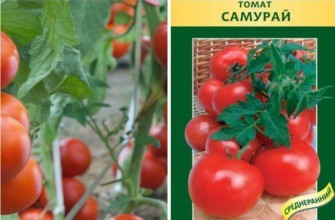 มะเขือเทศ ซามูไร