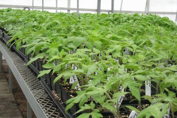 การปลูกต้นกล้า