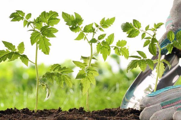 ถั่วงอกมะเขือเทศ