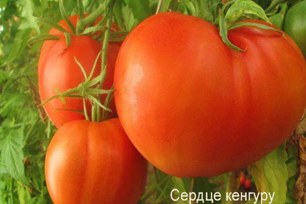 Cultiver des tomates