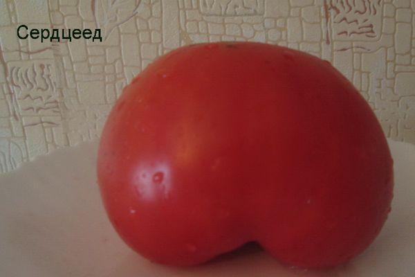 Tomate mangeuse de cœur