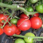 แปรงมะเขือเทศ