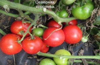 แปรงมะเขือเทศ