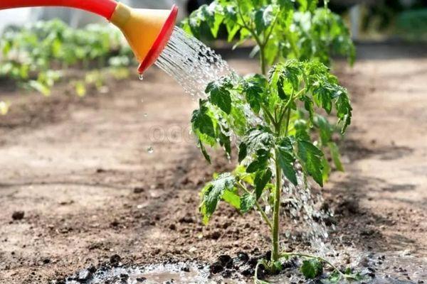 การรดน้ำมะเขือเทศ