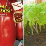 เมล็ดมะเขือเทศ