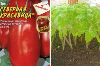 เมล็ดมะเขือเทศ