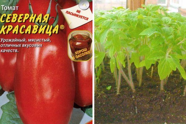 เมล็ดมะเขือเทศ