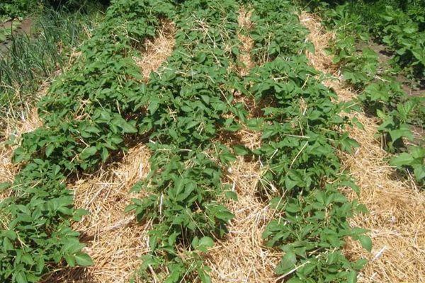 Cultiver des tomates