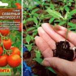 เมล็ดมะเขือเทศ