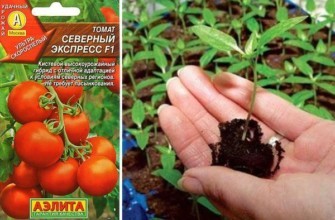 เมล็ดมะเขือเทศ