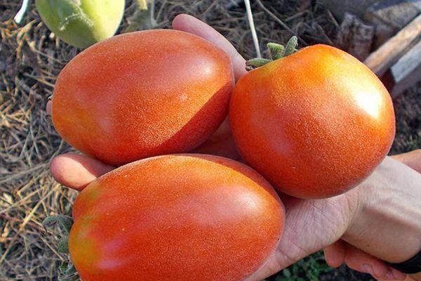 มะเขือเทศสามลูก