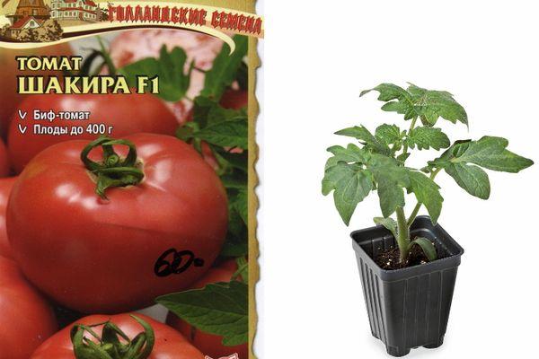 เมล็ดมะเขือเทศ