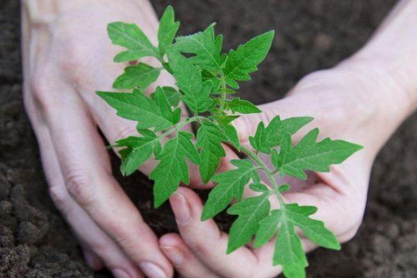 Planter des tomates