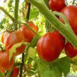 มะเขือเทศชาราด