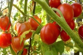 มะเขือเทศชาราด