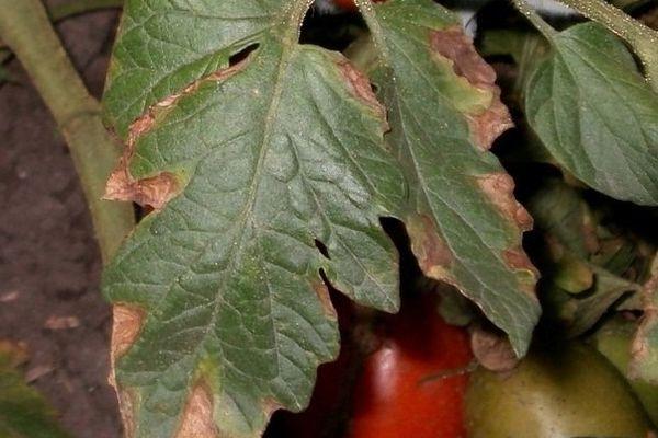 โรคของมะเขือเทศ