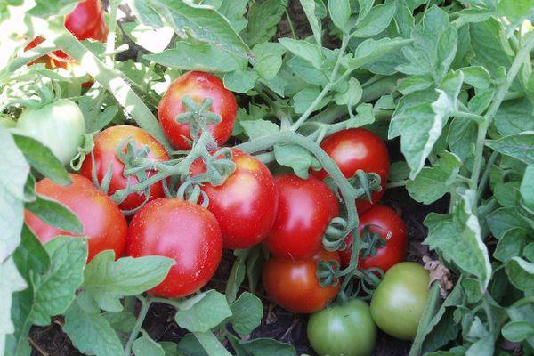 เมล็ดมะเขือเทศ