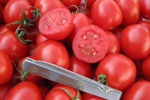 ลักษณะของมะเขือเทศชาสต้า การปลูกและการควบคุมศัตรูพืช