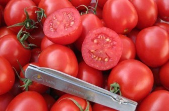 มะเขือเทศสุก