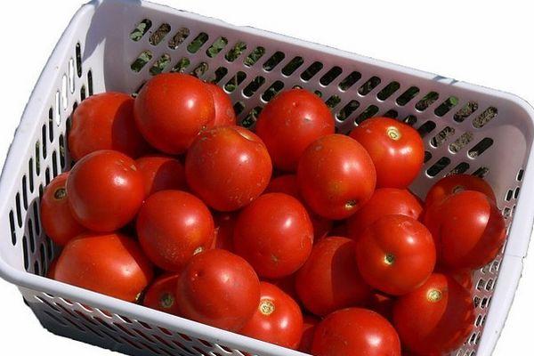 กล่องมะเขือเทศ