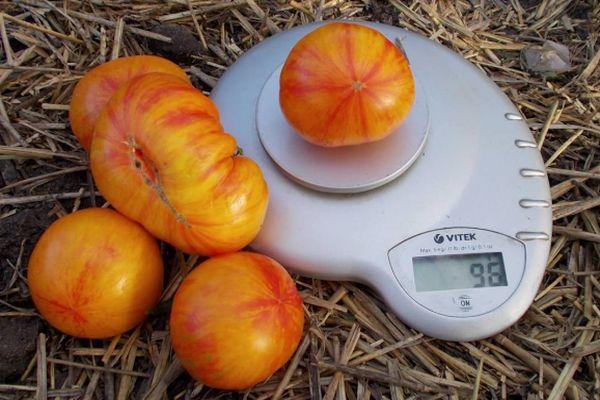 มะเขือเทศบนตาชั่ง