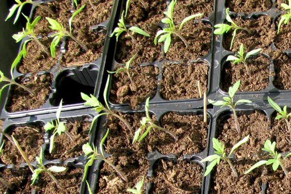 ต้นกล้ามะเขือเทศ