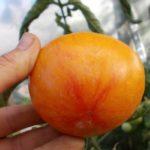 ผลงานชิ้นเอกมะเขือเทศ