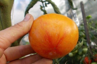 ผลงานชิ้นเอกมะเขือเทศ