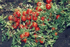 คำอธิบายพันธุ์มะเขือเทศสุกเร็ว "Generosity" การปลูกและการดูแลรักษา