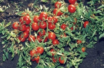 ต้นมะเขือเทศ