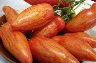 มะเขือเทศเชอร์คาน