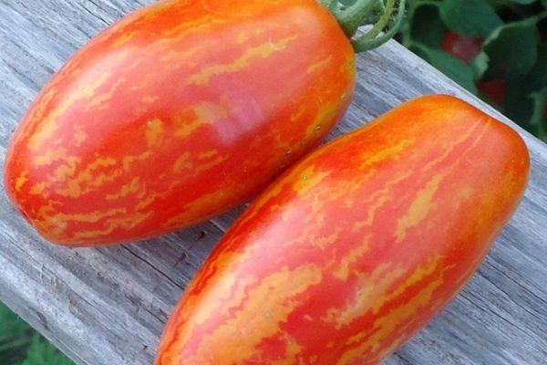 มะเขือเทศสองลูก