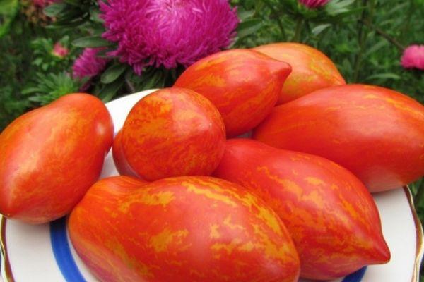 มะเขือเทศเชอร์คาน