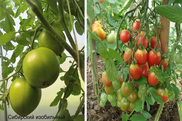 การปลูกมะเขือเทศ