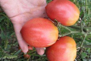 ลักษณะและลักษณะของมะเขือเทศไซบีเรียอิโซบิลนี การปลูกพันธุ์