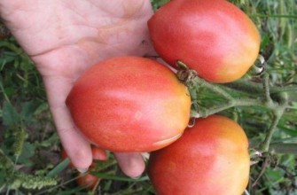 มะเขือเทศสามลูก